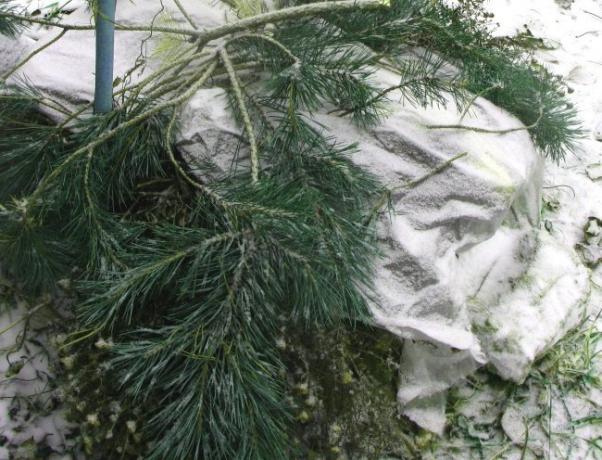 Varianta clematis acoperire pentru iarna si lapnikom cu materiale speciale ( http://designdachi.ru/wp-content/uploads/2015/10/oktyabrskie-raboti2.jpg)