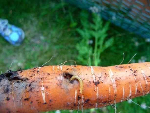 Gândacii - larve de gândac, filiformi. Aur vierme nu doar daune mecanice - tuneluri adânci, și mănâncă în interiorul rădăcină. De obicei, gaura mai mult și devine o „poarta“ pentru fungi și bacterii, din cauza care cultura este putrezire. Există, este puțin probabil să fie!