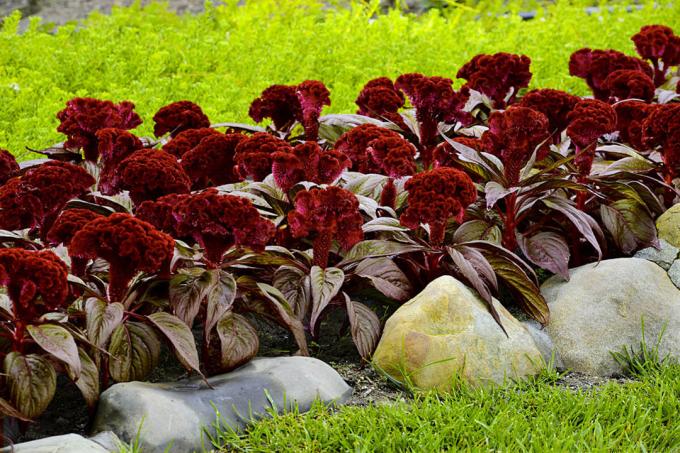 Celosia cristata, un fel de "Dracula". Vezi: http://semena-sazhency.ru