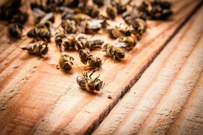Moartea în masă a albinelor în 2019 | ZikZak